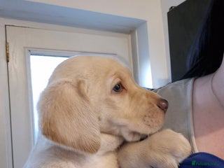 Labrador Retriever dogs Beautiful KC Labrador girls available - Advert 5