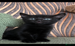 Mixed Breed cats for sale: Mixed breed- Norwegian Forest Cat  - Image 10
