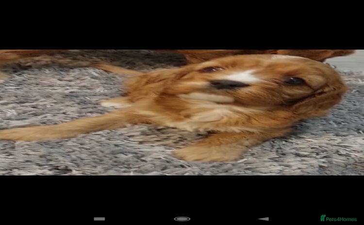 Cavapoo dogs - Advert 2