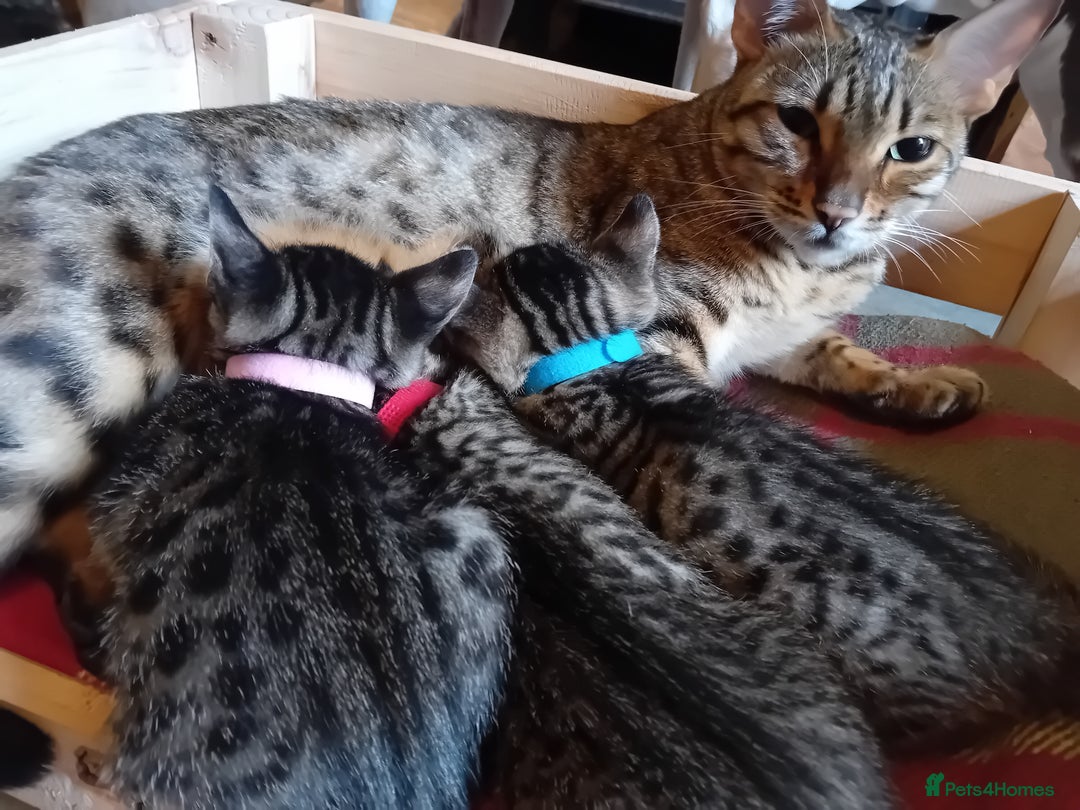Bengal cats for sale: 6 Stunning Bengal Cross Kittens – Ready 31/10/2025 - Image 2