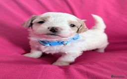 Maltipoo dogs for sale: Beautiful Toy Maltipoo Puppies - Advert 5