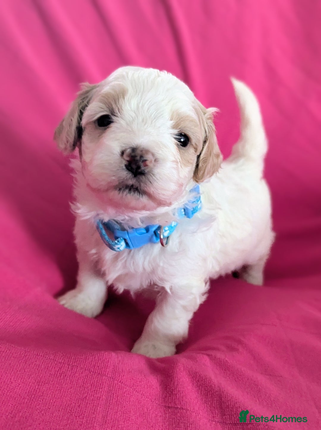 Maltipoo dogs for sale: Beautiful Toy Maltipoo Puppies - Advert 5