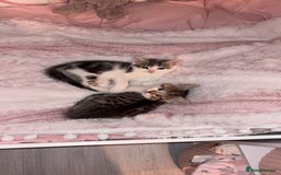 Mixed Breed cats for sale: mixed savvanh with domestic cat - Image 8