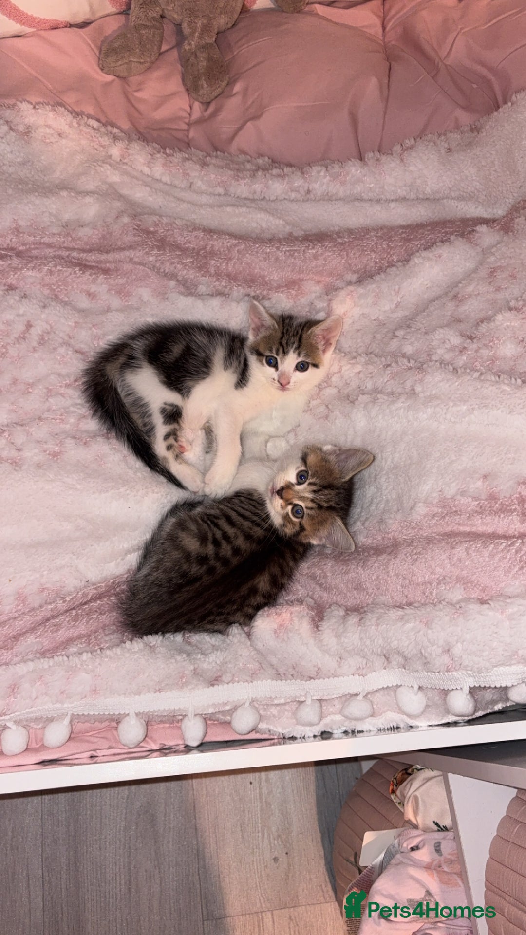 Mixed Breed cats for sale: mixed savvanh with domestic cat - Image 8