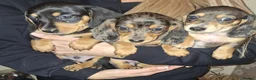 Dachshund dogs for sale: Miniature dachshunds boys and girls  - Advert 8