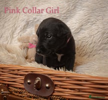 Mixed Breed dogs - Advert 1