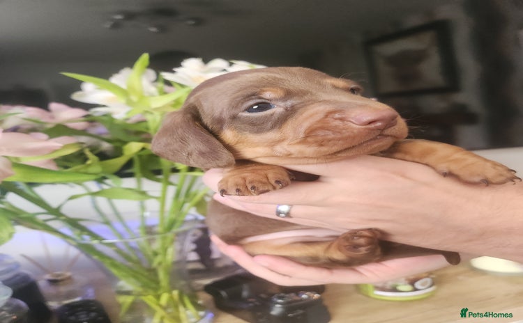 Miniature Dachshund dogs for sale - Advert 2