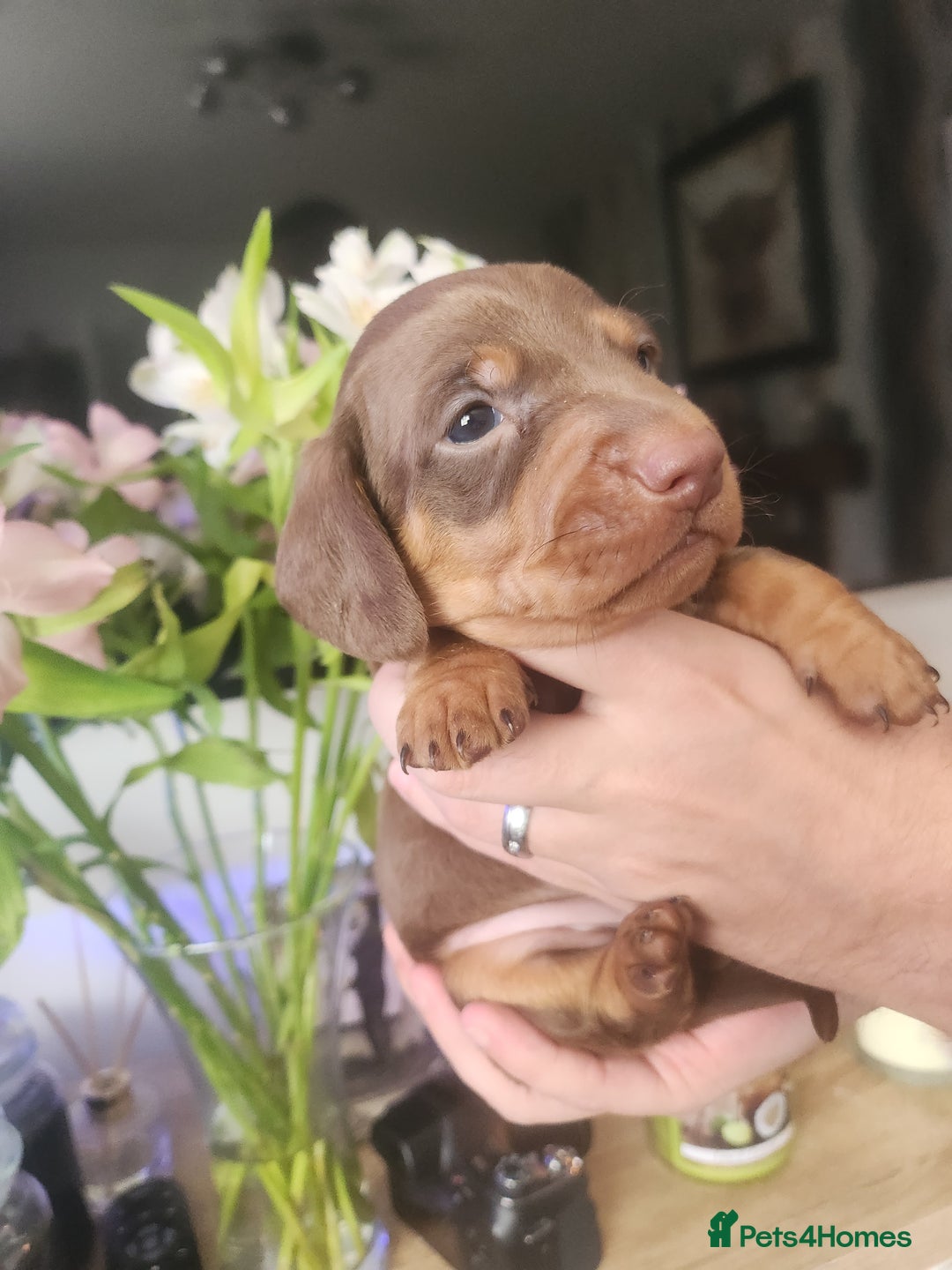Miniature Dachshund dogs for sale: Chocolate and Tan mini dachshund  - Image 1