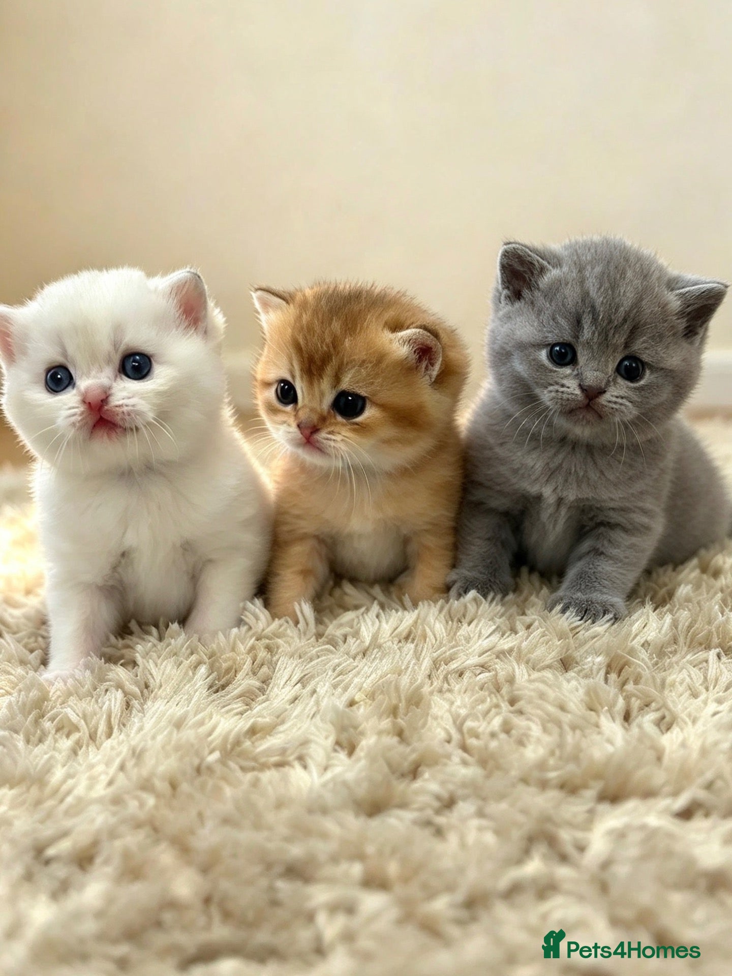 British Shorthair cats British Shorthair - Advert 2