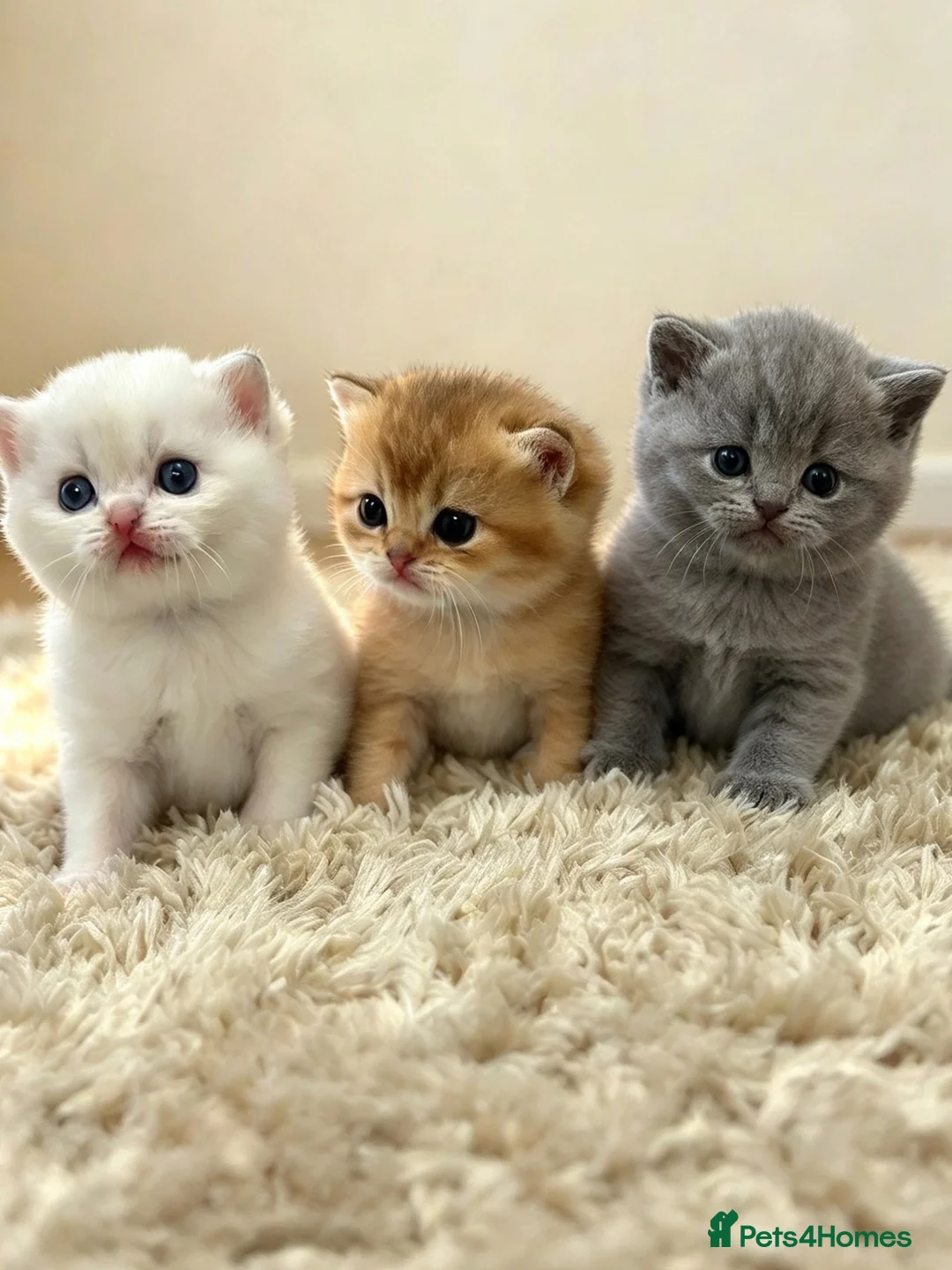 British Shorthair cats for sale: British Shorthair - Advert 1