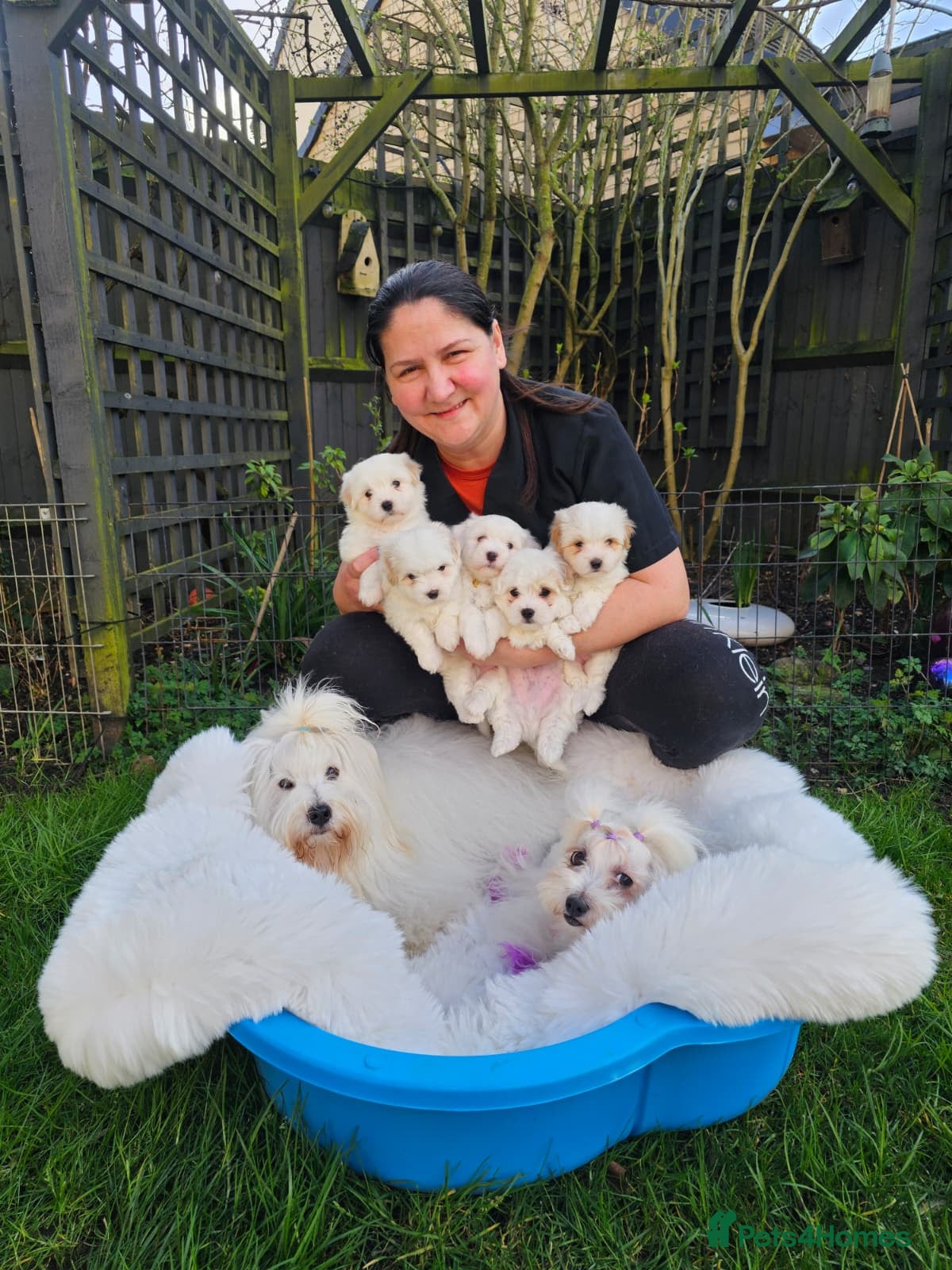 Coton De Tulear dogs Stunning puppy  - Advert 8