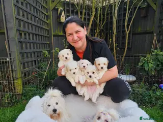 Coton De Tulear dogs Stunning puppy - Advert 8