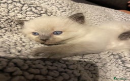 Ragdoll cats for sale: Ragdoll kittens  - Image 3