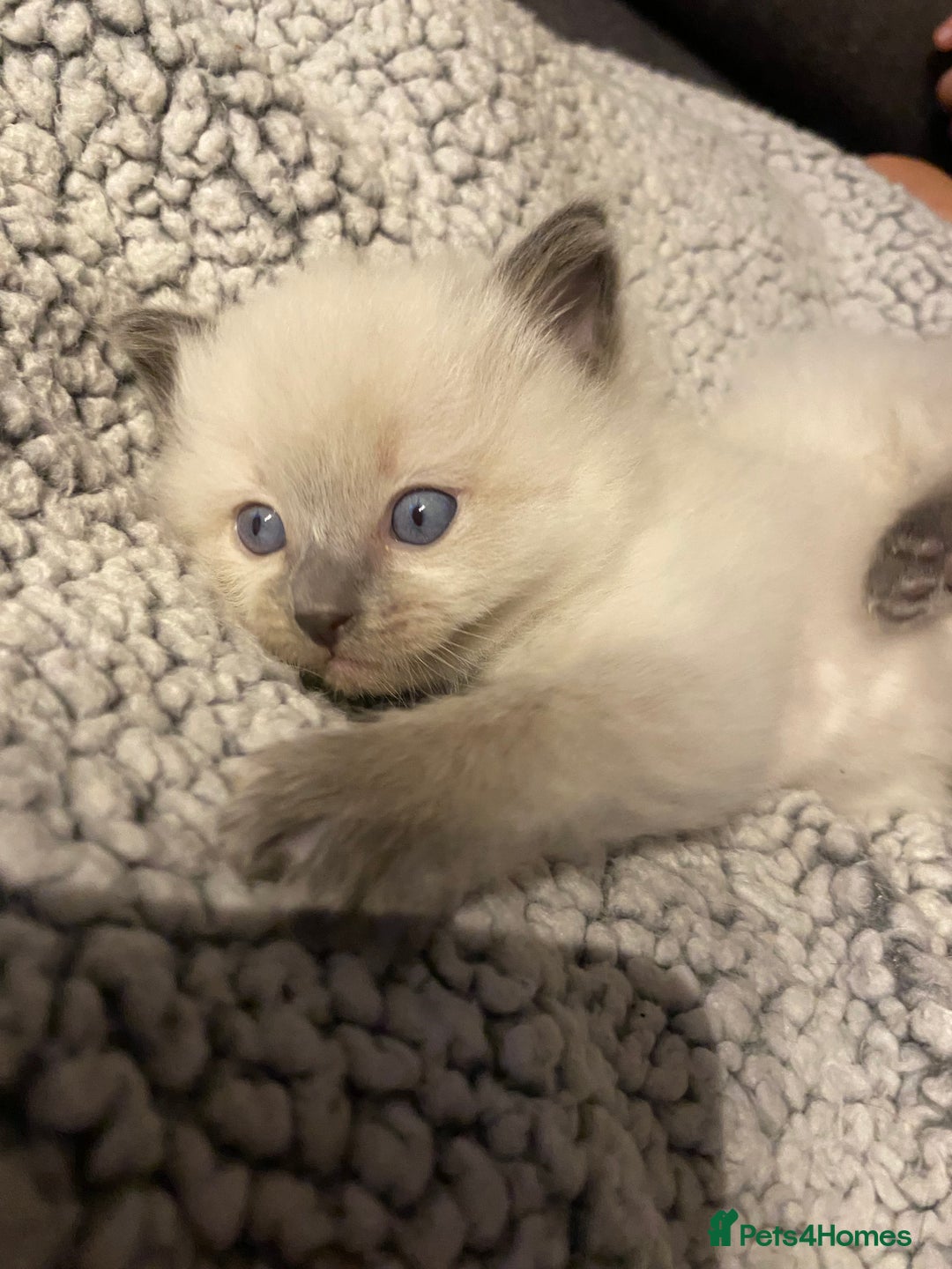 Ragdoll cats for sale: Ragdoll kittens  - Image 3