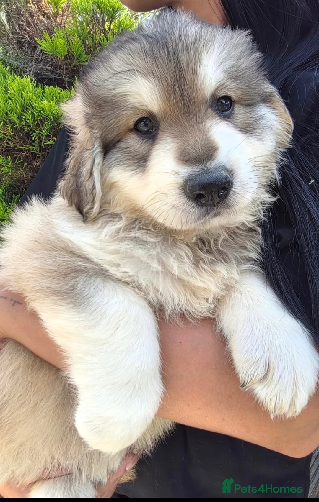Golden Shepherd dogs for sale: Golden Shepherd puppies - Advert 1