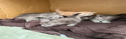 Maine Coon cats for sale: Beautiful Maine coons  - Advert 2