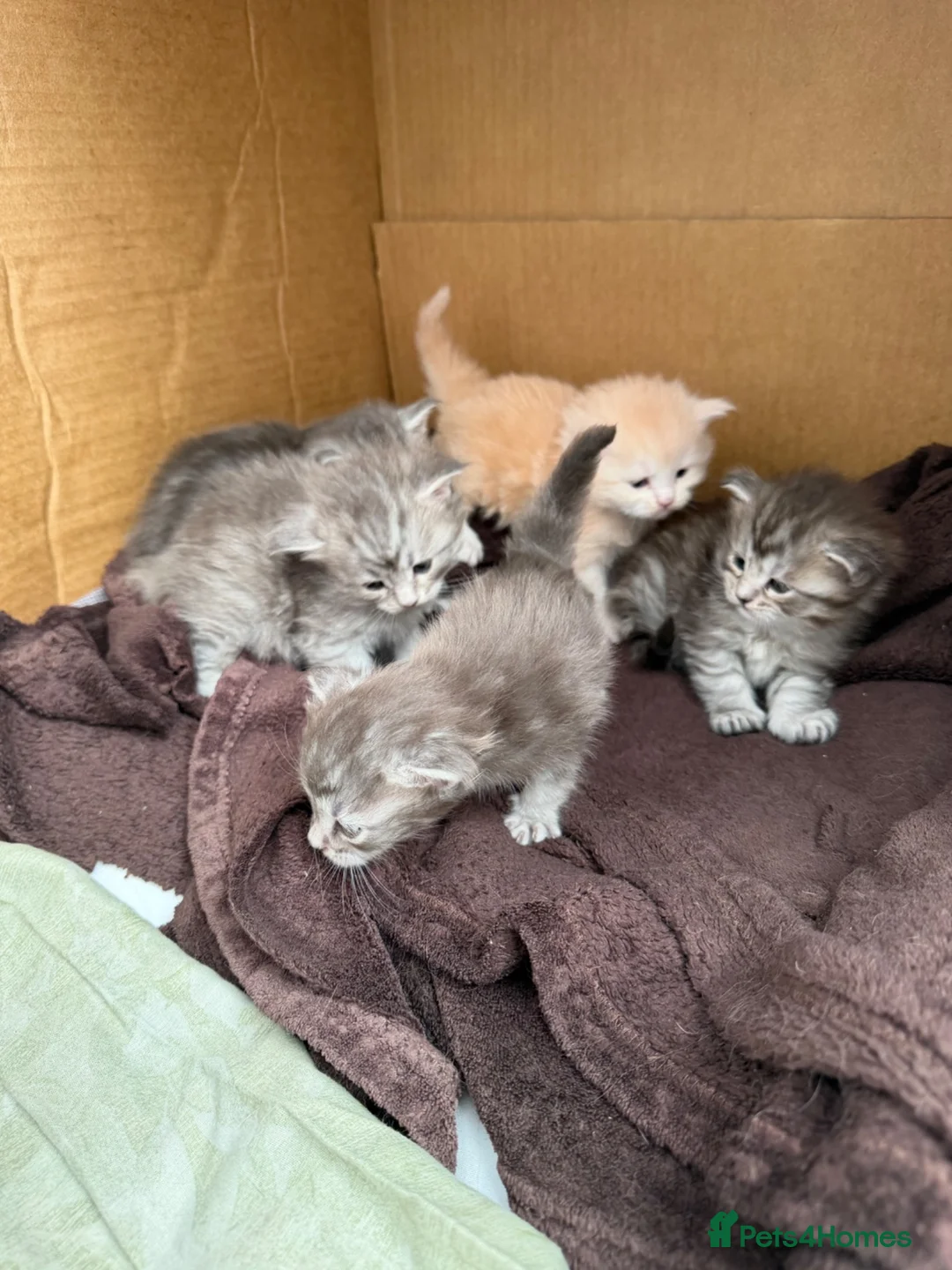 Maine Coon cats for sale: Beautiful Maine coons  - Advert 2