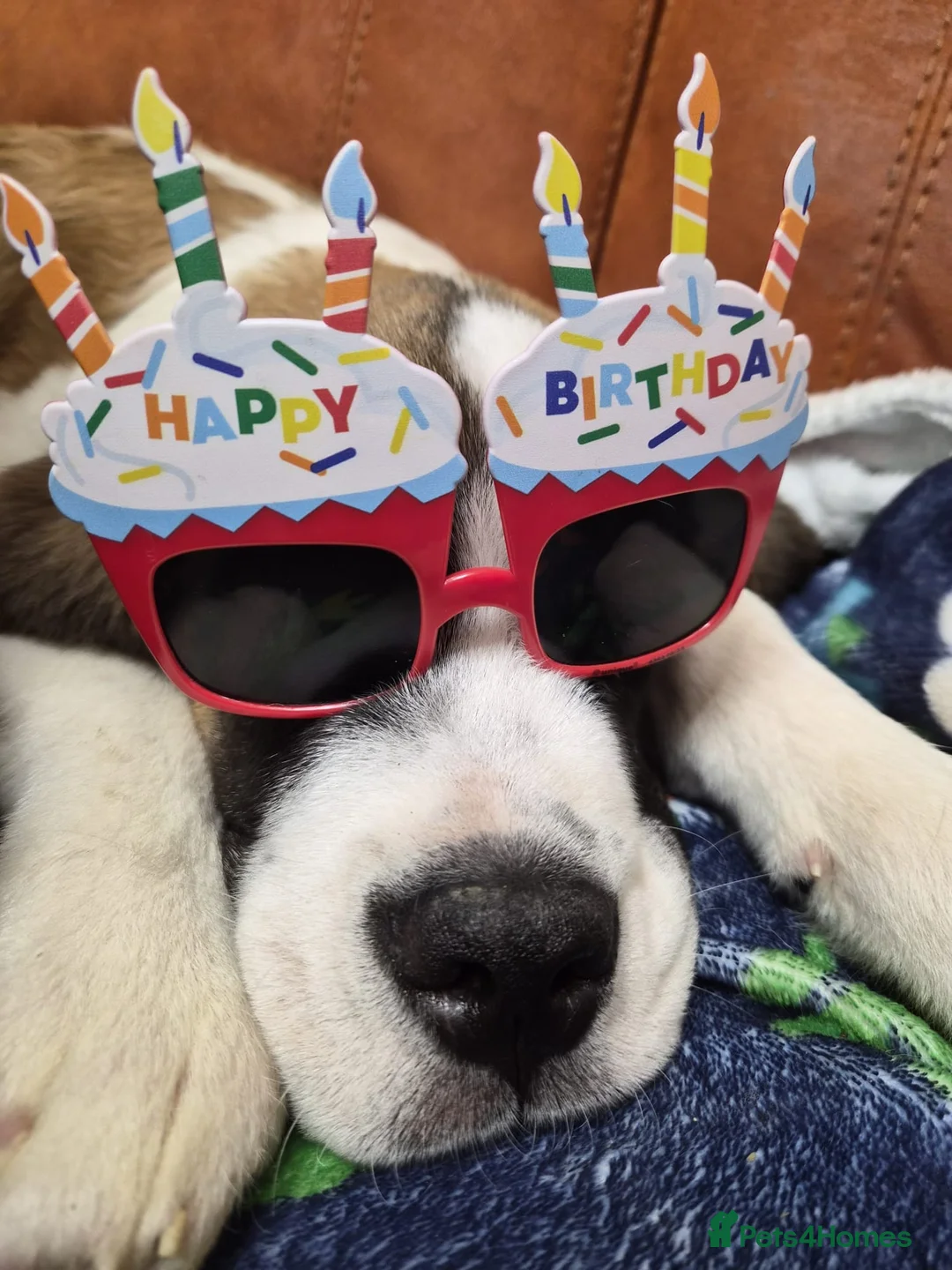 Saint Bernard dogs for sale: Beautiful male saint bernard pup  - Advert 4