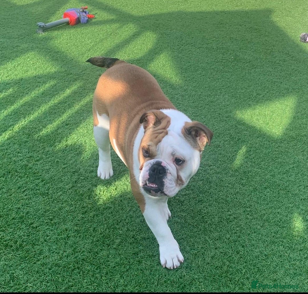 English Bulldog dogs for sale: Female English Bulldog - Advert 3