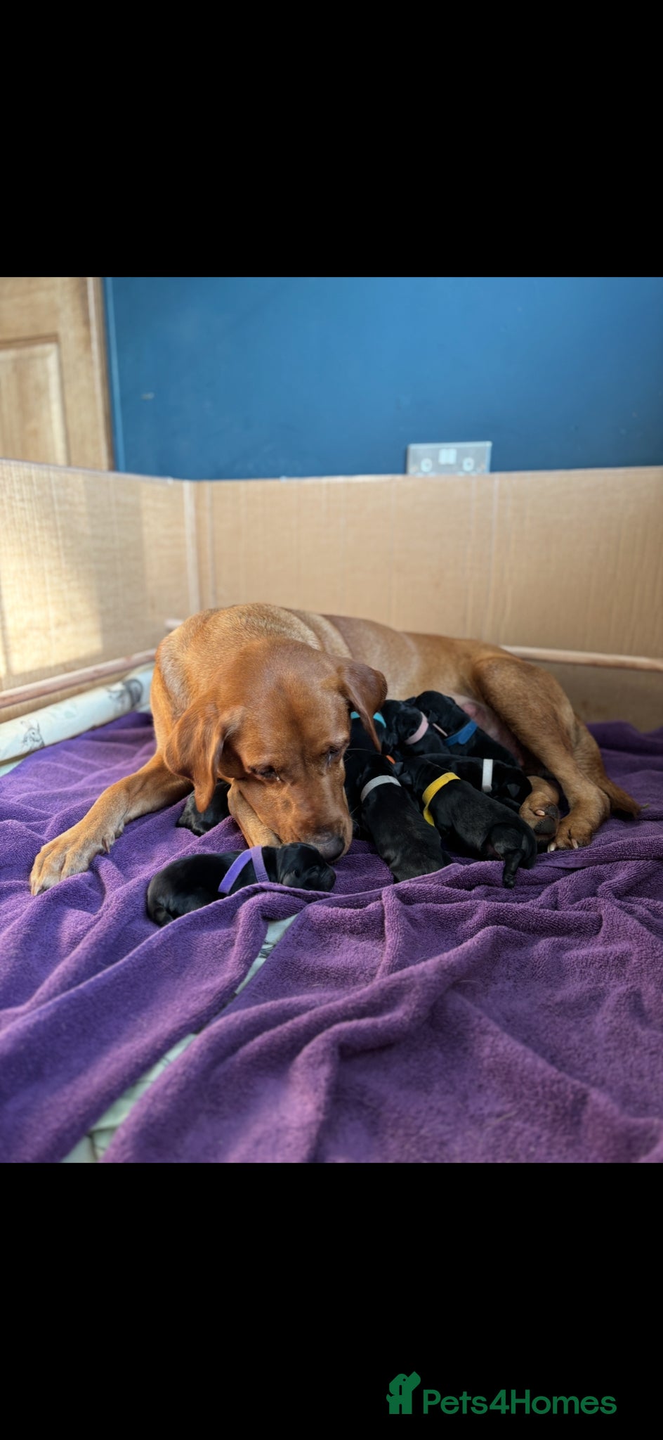Labrador Retriever dogs KC Working Black Labrador Puppies  - Advert 4