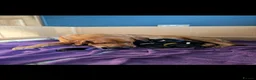Labrador Retriever dogs for sale: KC Working Black Labrador Puppies  in Fordingbridge - Advert 1