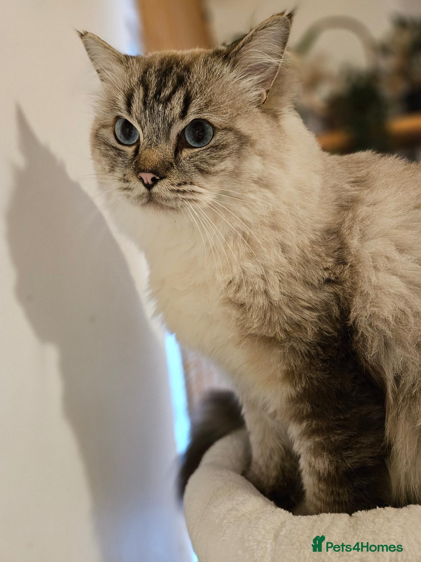 Ragdoll cats for stud: Maximus | Handsome Lynx Point Ragdoll Stud - Advert 2