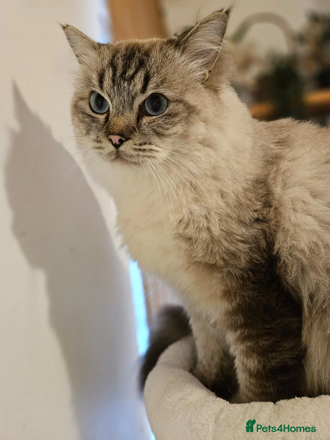 Ragdoll cats for stud: Maximus | Handsome Lynx Point Ragdoll Stud - Advert 2