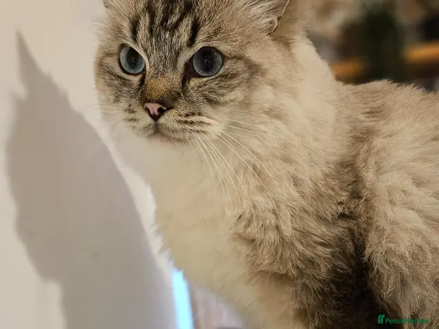 Ragdoll cats for stud: Maximus | Handsome Lynx Point Ragdoll Stud - Advert 2