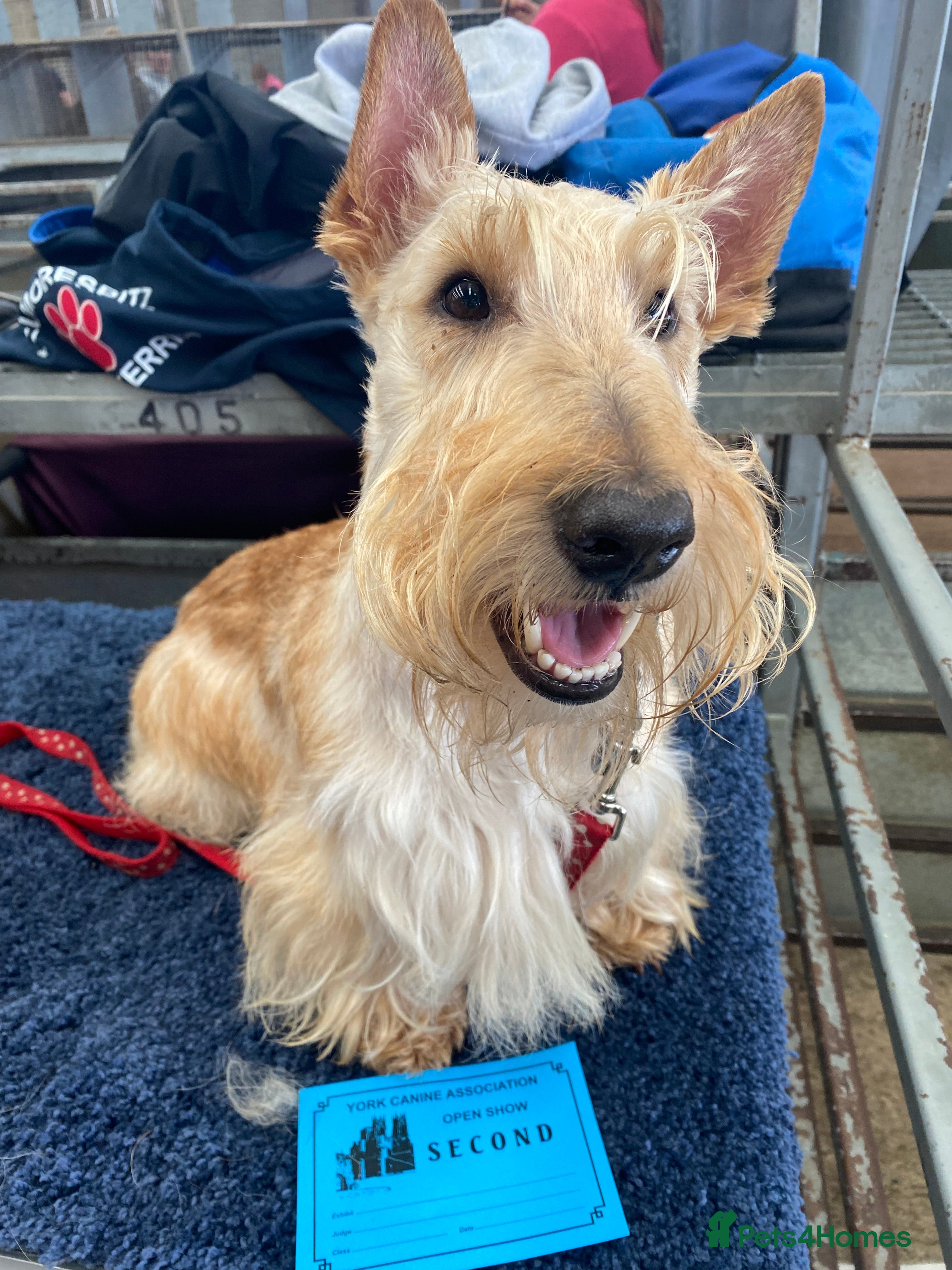 Scottish Terrier dogs KC Reg Scottish Terrier boys for stud only - Advert 2