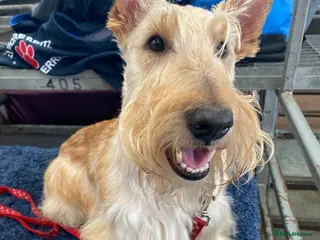 Scottish Terrier dogs KC Reg Scottish Terrier boys for stud only - Advert 4