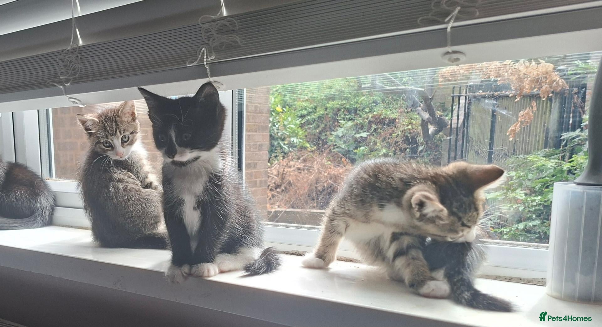 Mixed Breed cats Kittens for sale  - Advert 6