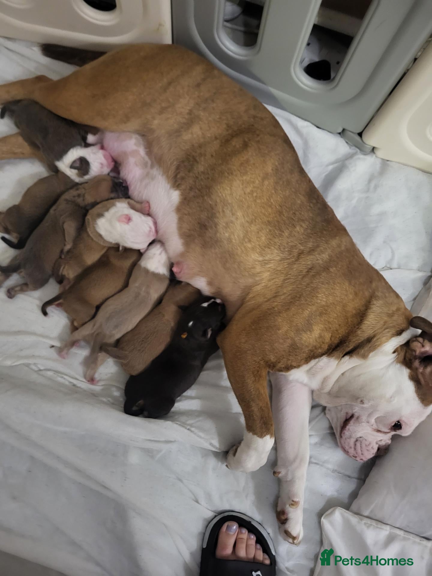 Dorset Olde Tyme Bulldogge dogs Olde English Bulldog puppies  - Advert 14
