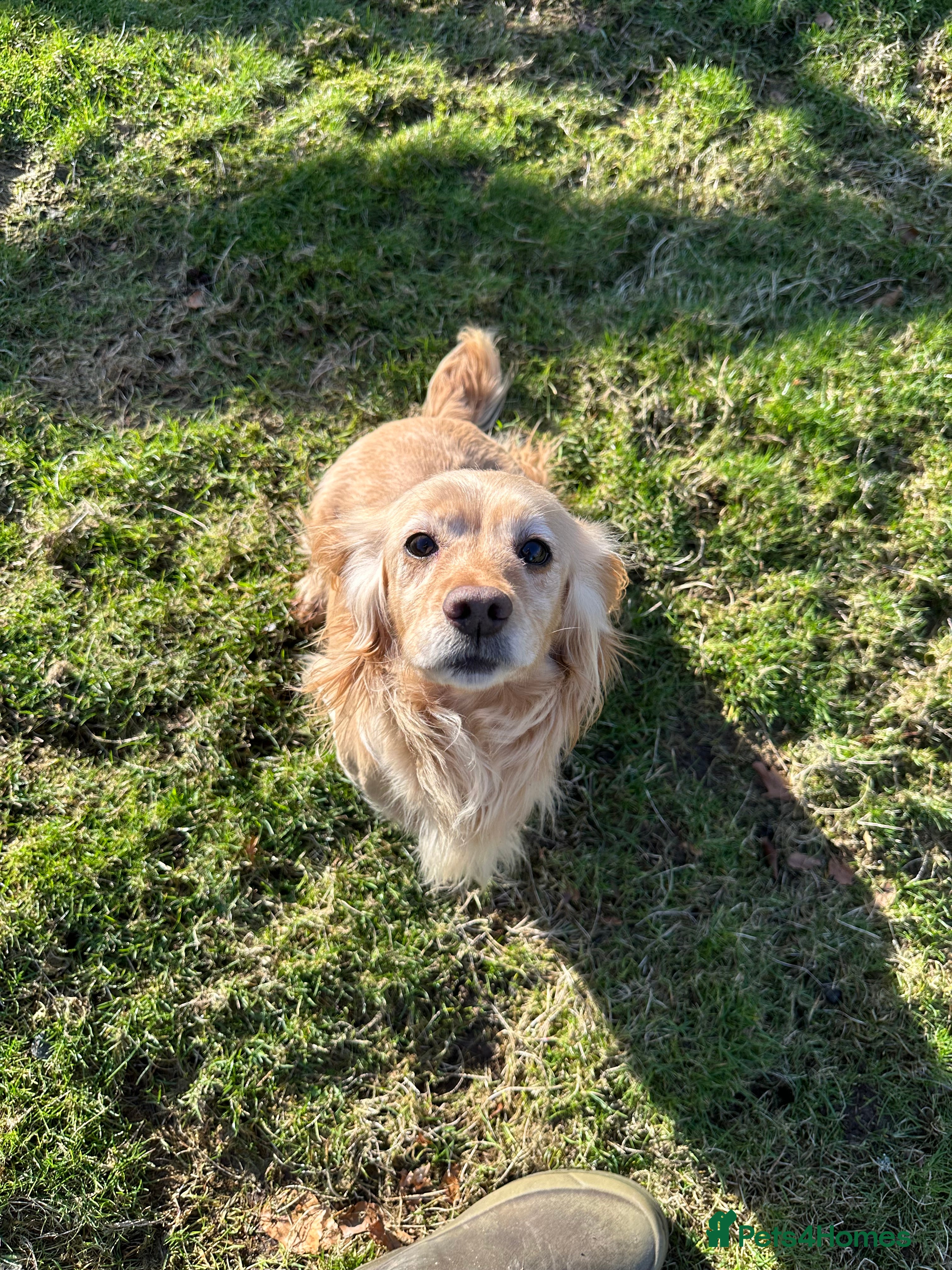 Cocker Spaniel dogs Cocker spaniel  - Advert 1