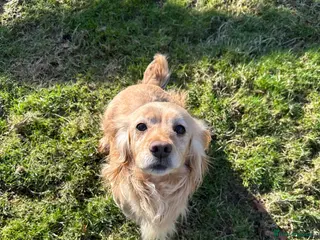 Cocker Spaniel dogs Cocker spaniel - Advert 1