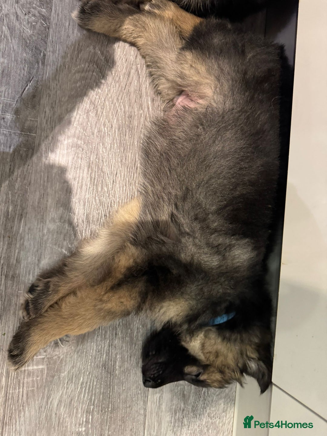 German Shepherd dogs for sale: german shepherd puppies full pedigree  - Advert 24