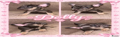 Dolly