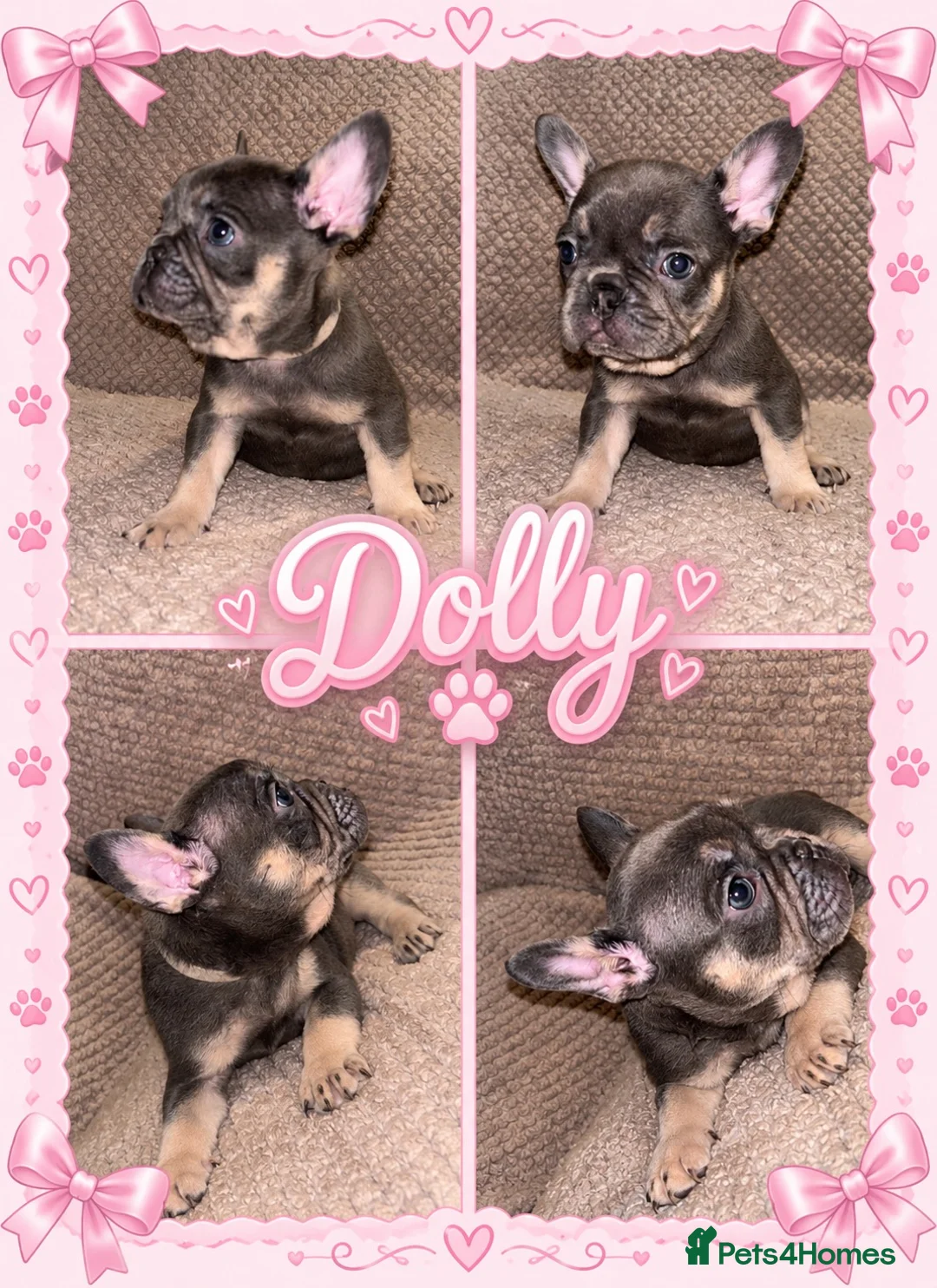French Bulldog dogs for sale: French Bulldog Pups - Advert 5