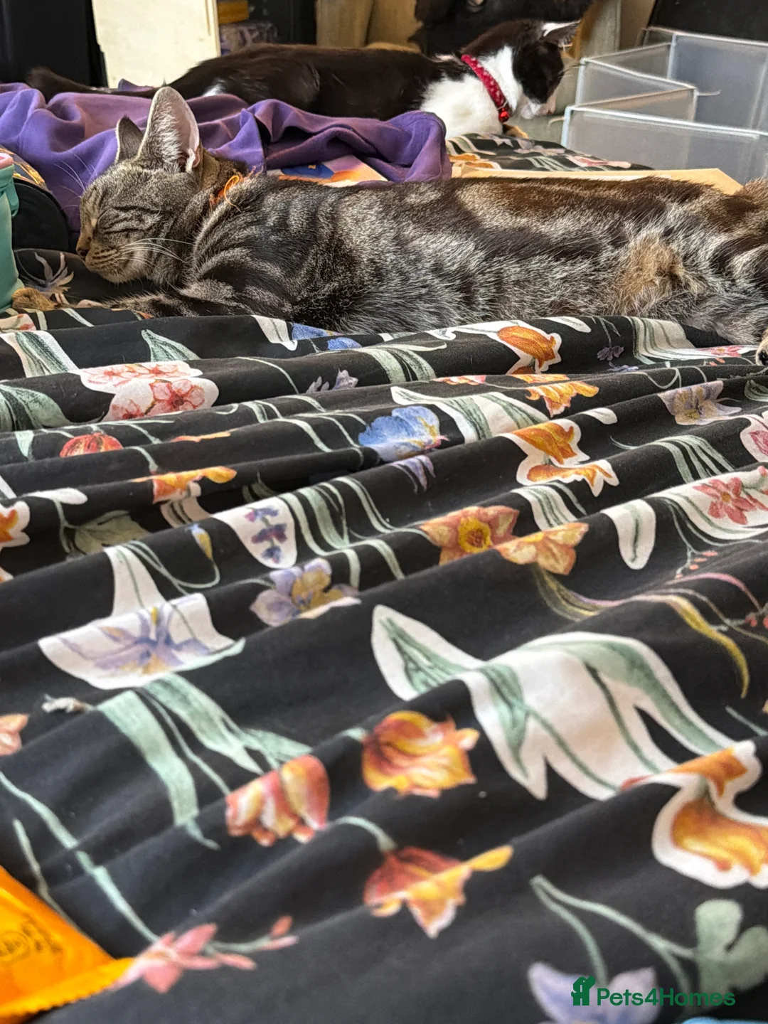 Mixed Breed cats for sale: Two female kittens for sale - Advert 2