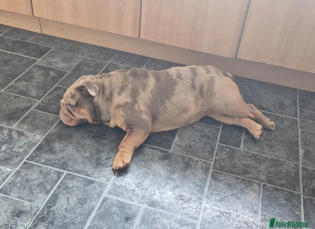 English Bulldog dogs for sale: Coco x dreamy boys daughter  - Advert 2