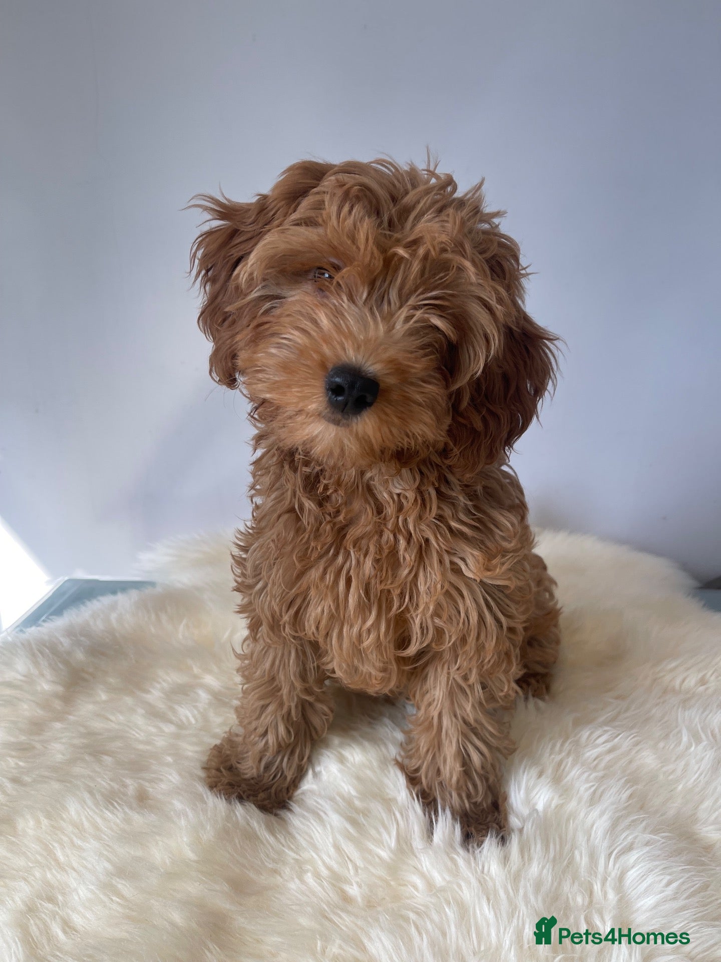 Cavapoo dogs ⭐️ 1 Toy Cavapoo Girl Left – Fully Vaccinated ⭐️ - Advert 13