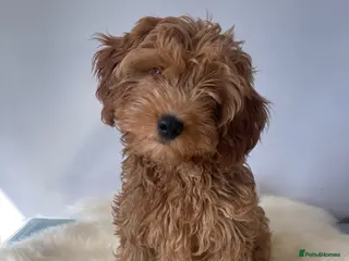 Cavapoo dogs ⭐️ 1 Toy Cavapoo Girl Left – Fully Vaccinated ⭐️ - Advert 13