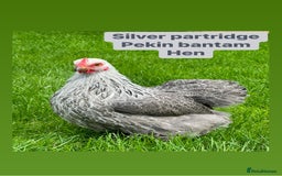 Chickens poultry for sale: Bantam hens at point of lay - Image 17