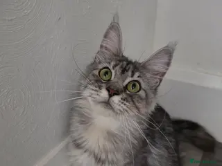 Maine Coon cats Active maine coon - Advert 1
