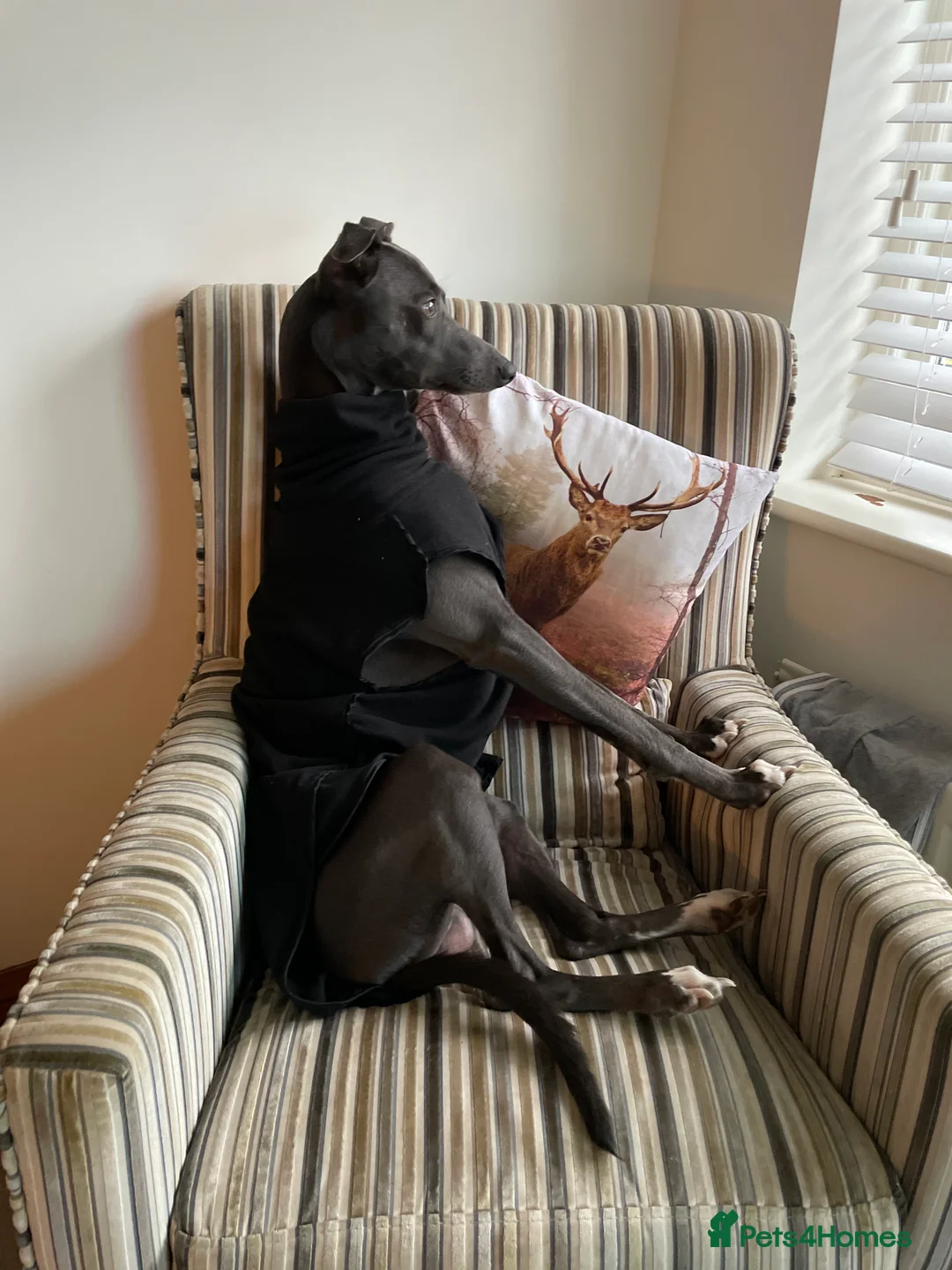 Whippet dogs for stud: Striking Blue Whippet for Stud in Banbury - Advert 13