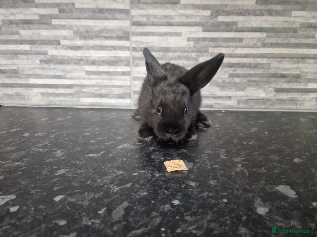 Mini Lion Lop rabbits for sale: Lion lops - Advert 8