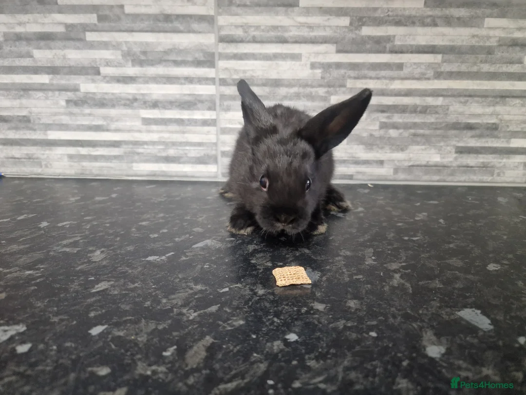 Mini Lion Lop rabbits for sale: Lion lops - Advert 7