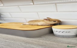 Netherland Dwarf rabbits for sale: One beautiful little buny boy left  - Image 4