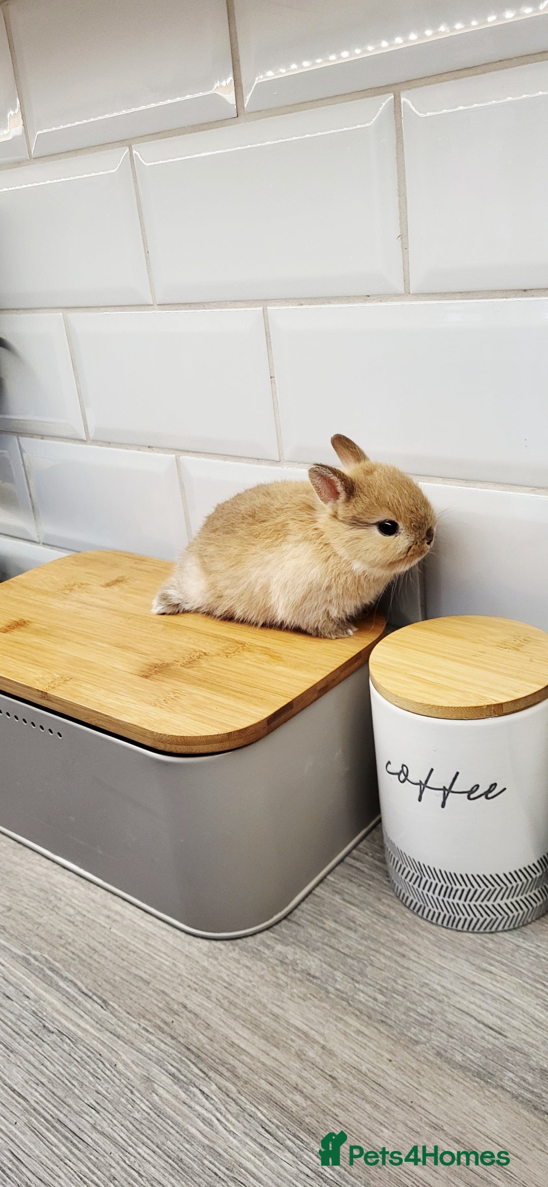 Netherland Dwarf rabbits for sale: One beautiful little buny boy left  - Image 4