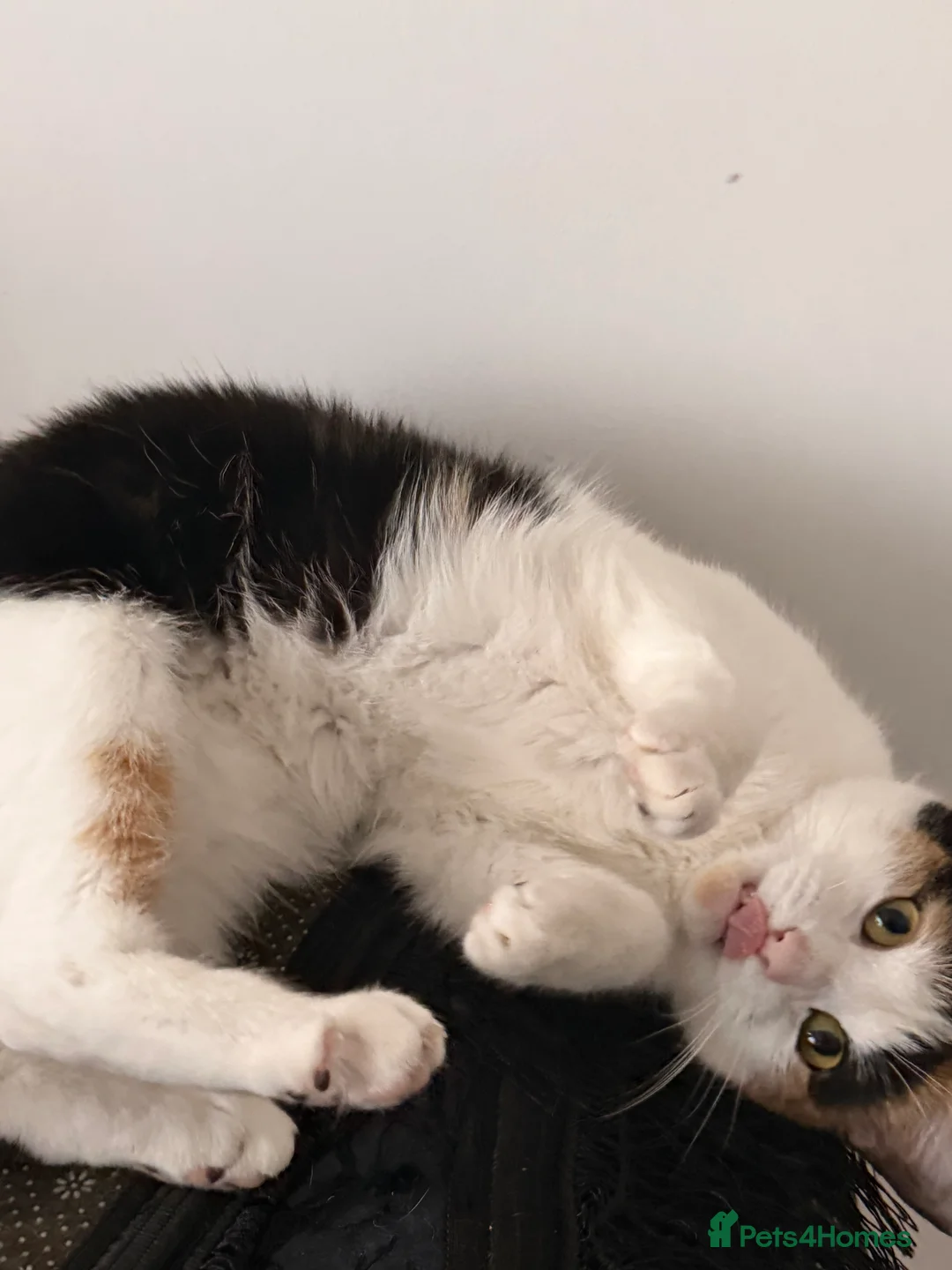 Mixed Breed cats for sale: Female cats from same litter. - Advert 2