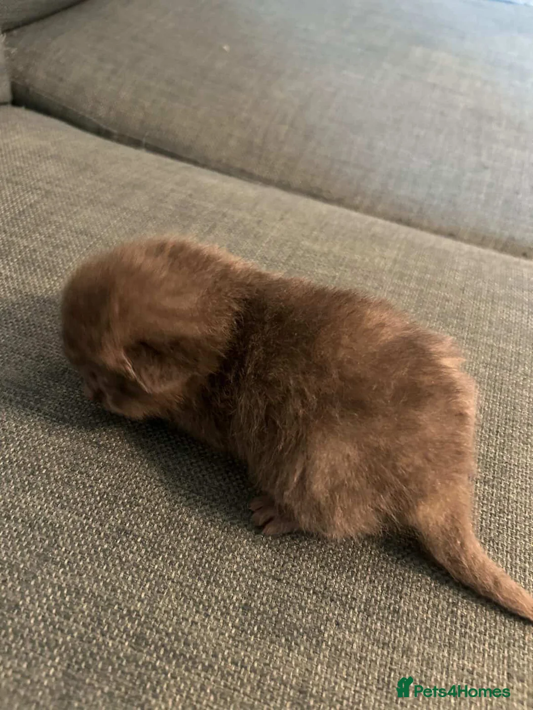 British Shorthair cats for sale: 5 adorable kittens ready for a new home in London - Advert 2